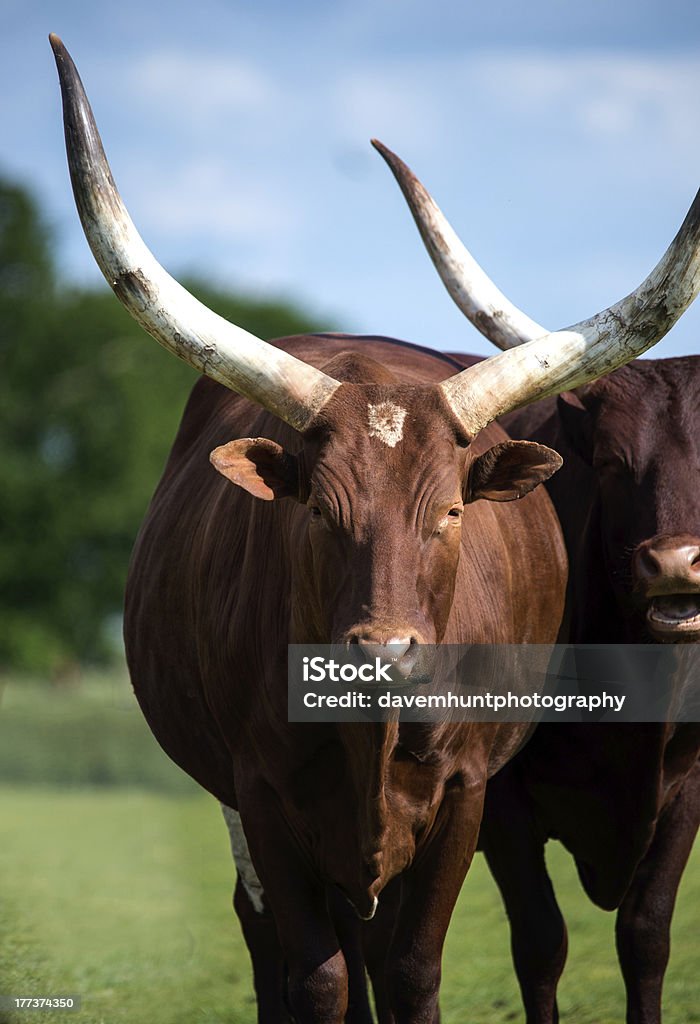 Ankole Longhorn-Rind - Lizenzfrei Fotografie Stock-Foto