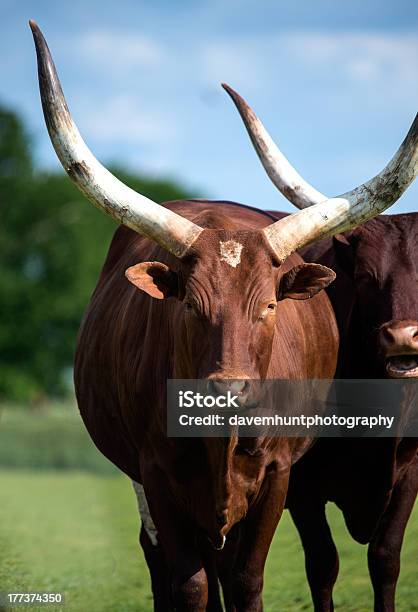 Ankole Longhornrind Stockfoto und mehr Bilder von Fotografie - Fotografie, Gehörn, Herde