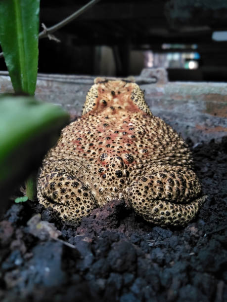 istock a frog sitting quietly in a flower pot 1773743597