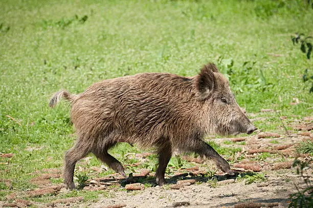 Wild Boars in the green grass