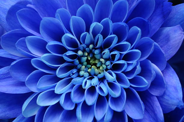 istock Details of blue flower 177374528