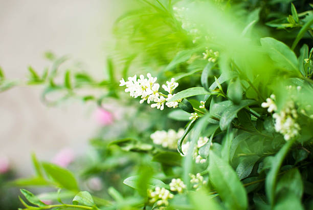 Blooming shrub stock photo