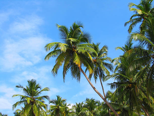 istock Blue sky palm trees on Palolem beach, Goa, India 177374768