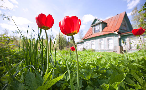 istock Tulip flowers with old classical summer cottage 177374870
