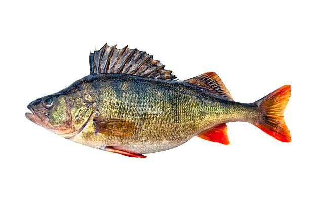Freshwater perch Freshwater perch isolated on white background freshwater bass stock pictures, royalty-free photos & images
