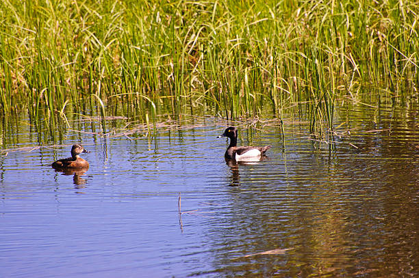 Ring-necked ducks on a small pond stock photo