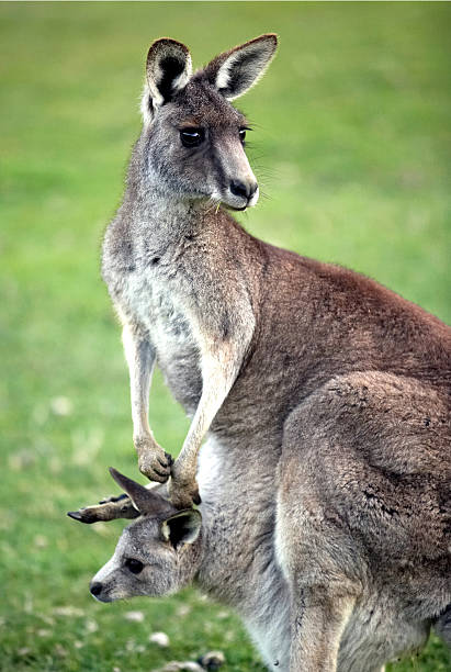 istock Kangaroos, mother and joey 177375223