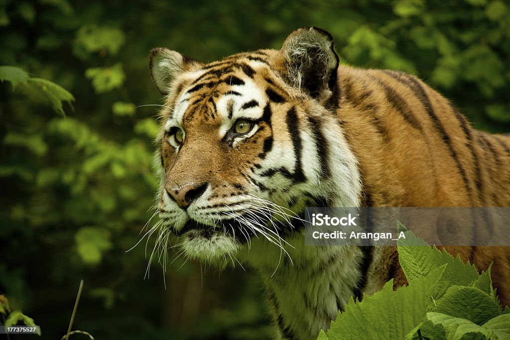 tigre - Foto stock royalty-free di Tigre