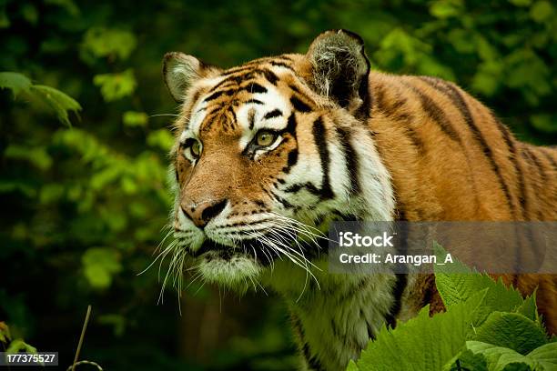 Tigre - Fotografie stock e altre immagini di Tigre - Tigre, Vicino, Aggressione