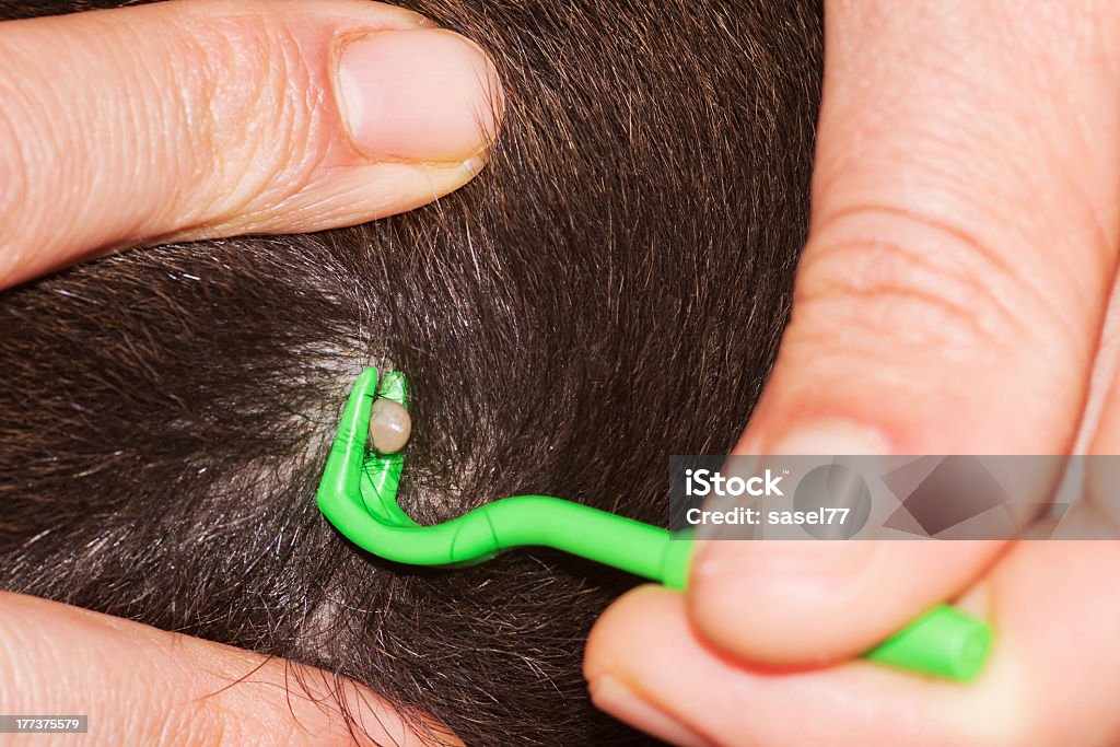 Hand using instrument to remove tick from head Closeup of a full tick in the fur of a dog with human hands holding green pliers to remove it Tick - Animal Stock Photo