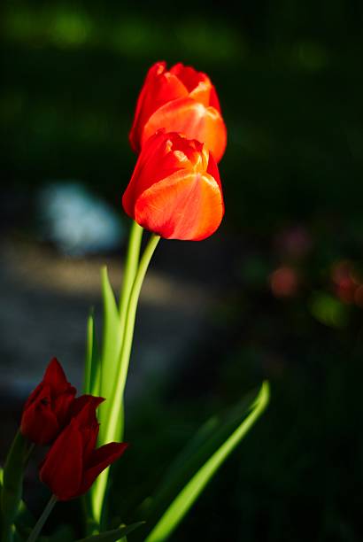 red tulips stock photo