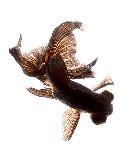 black moor goldfish isolated on white background stock photo