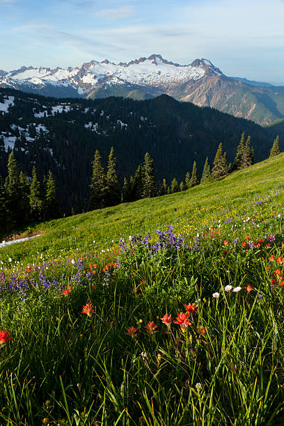istock Mountain Meadow with Wildflowers 177375759