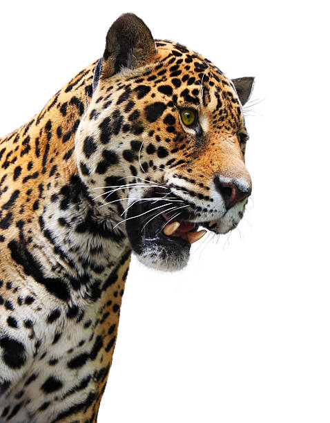 istock Jaguar head, wild animal isolated on white 177375785