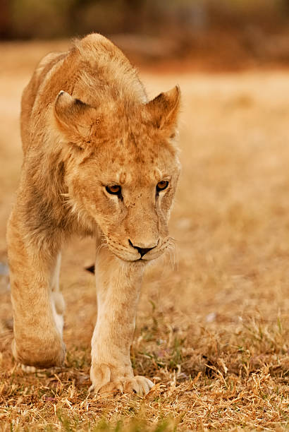 Jung Lioness stock photo