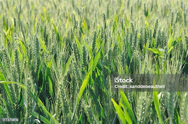 Foto de Campo De Cevada e mais fotos de stock de Agricultura - Agricultura, Brilhante - Luminosidade, Campo