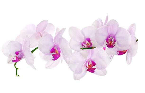 istock lot of light pink isolated orchids 177375845