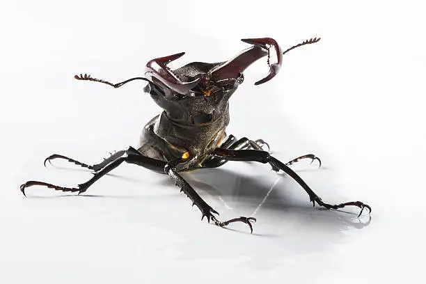 "years. Lucanus cervus, M'