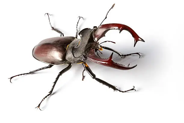 "years. Lucanus cervus, M'