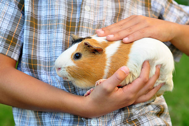 porcellino d'india nelle mani del bambino - guinea pig pets child stroking foto e immagini stock