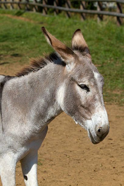 istock portrait of donkey on a farm 177376024
