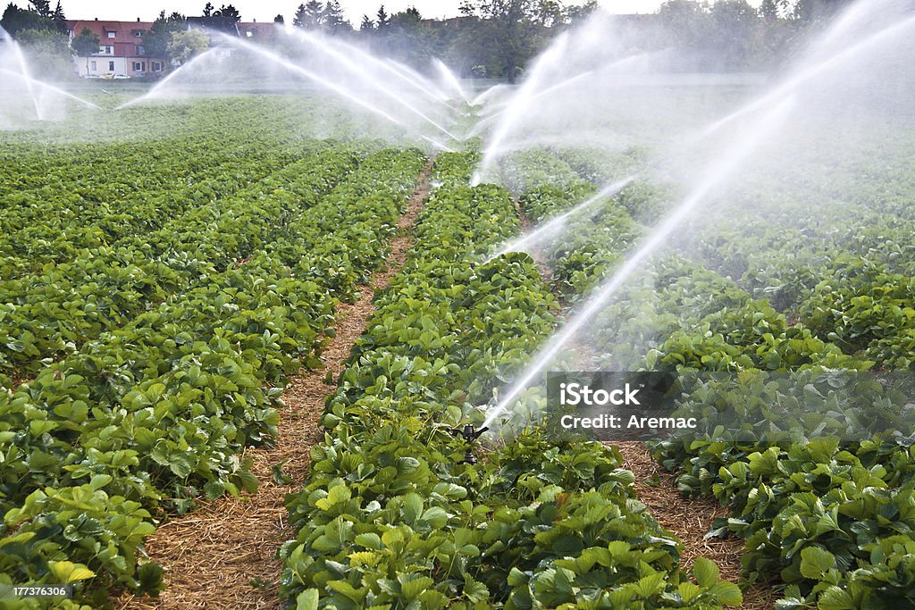 Agriculture water spray Water spray on an agricultural strawberry field Agricultural Sprinkler Stock Photo