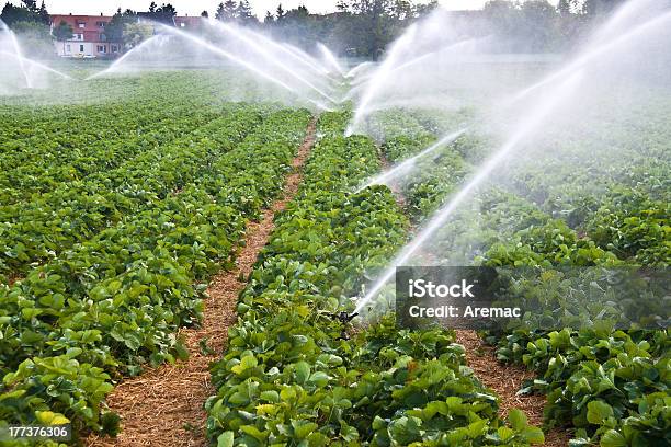 Agriculture Water Spray Stock Photo - Download Image Now - Agricultural Sprinkler, Strawberry, Heat - Temperature