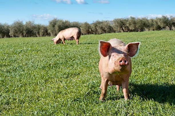 Two pink pigs enjoying the grass outdoors stock photo