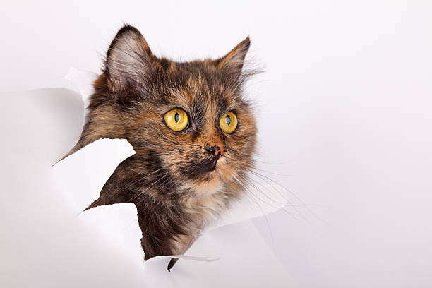 istock cat in paper side torn hole isolated on white 177376546