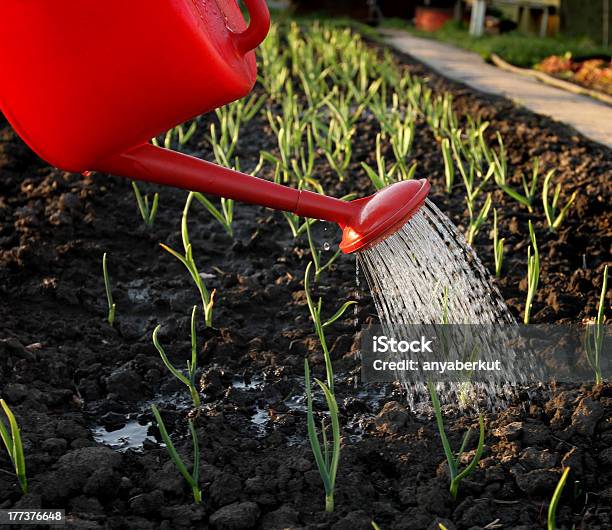 No Jardim - Fotografias de stock e mais imagens de Alho - Alho, Regar, Verter