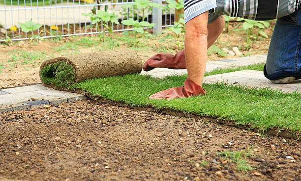 istock Gardening - laying sod for new lawn 177376696