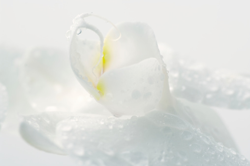 Extreme close-up of white orchid with water drops on light background.Please see other images here: