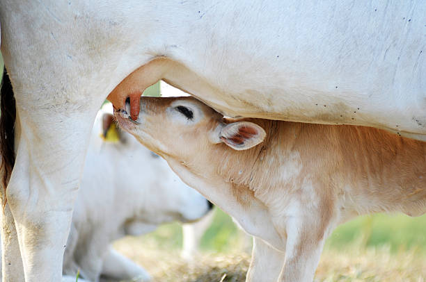 panturrilha mamando leite - calf newborn animal cattle farm - fotografias e filmes do acervo