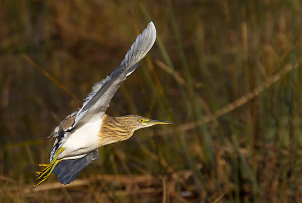 Squacco Heron captured in full flight, nice wing position stock photo