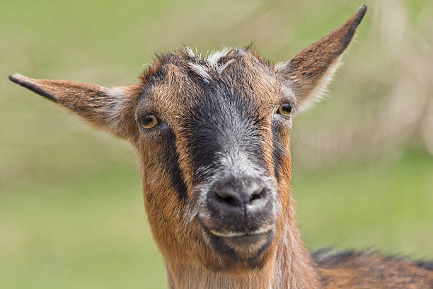 istock Portrait Of A Goat 177377361