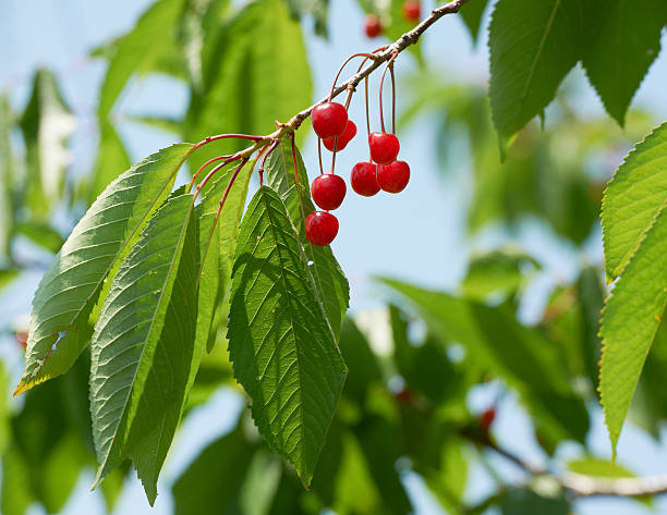 istock Ripe cherry fruits on tree 177377602