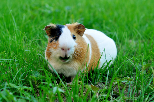Guinea pig eating grass on the green lawn. Shallow DOF