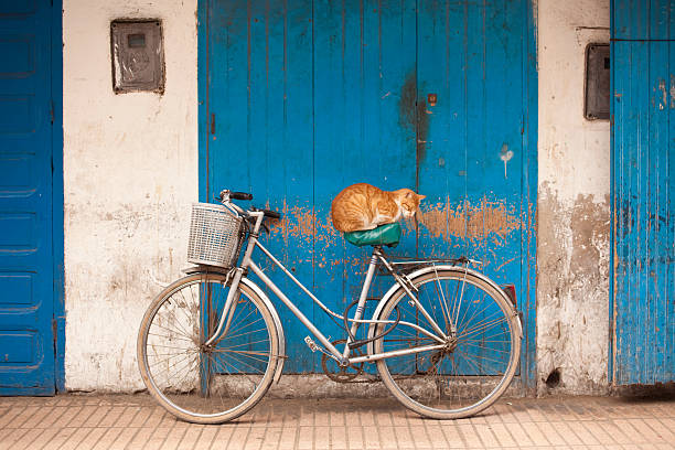 istock Orange cat sleeping on old bike 177377736
