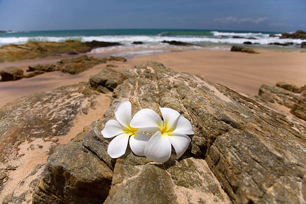 istock white frangipani (plumeria) spa flowers on rough stones 177377825