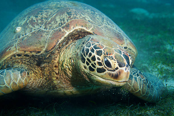 istock Huge sea turtle eat seaweed 177377887