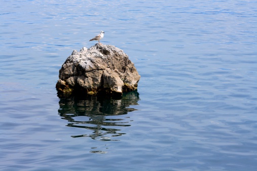 Seagull on the skerry.