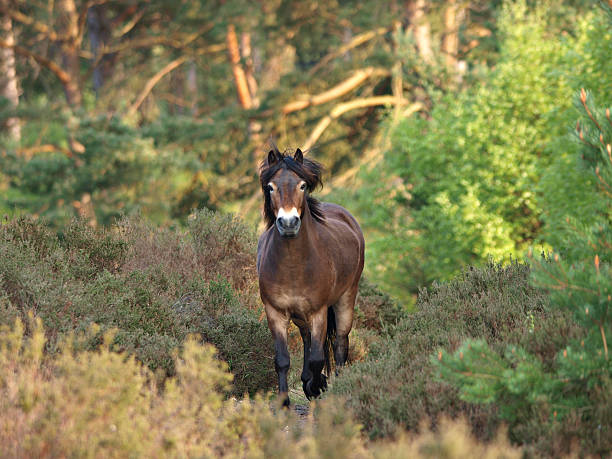 dziki exmoor pony - exmoor national park zdjęcia i obrazy z banku zdjęć