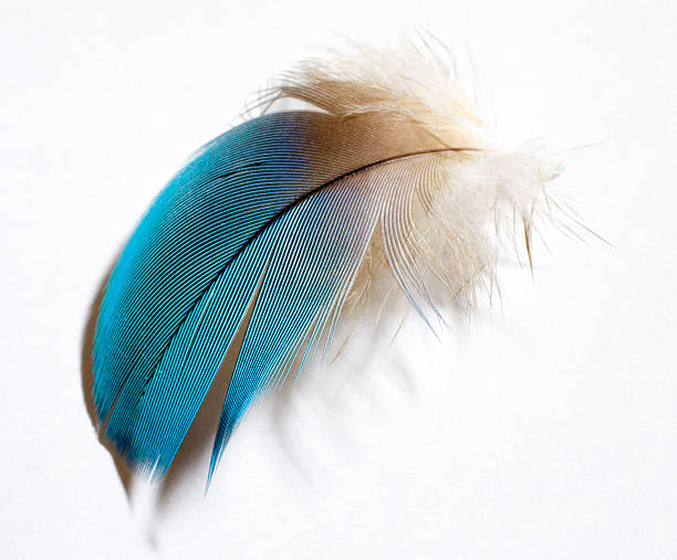 Feather on white Feather from a blue and gold parrot on a white background black parrot stock pictures, royalty-free photos & images