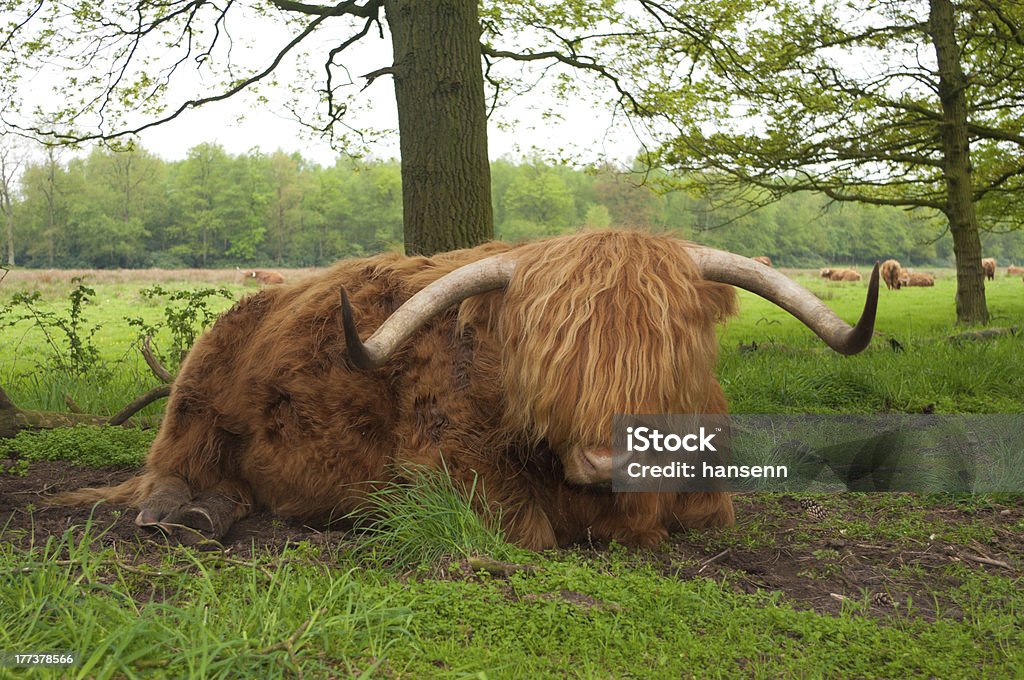 scottish Vaca - Royalty-free Animal Foto de stock