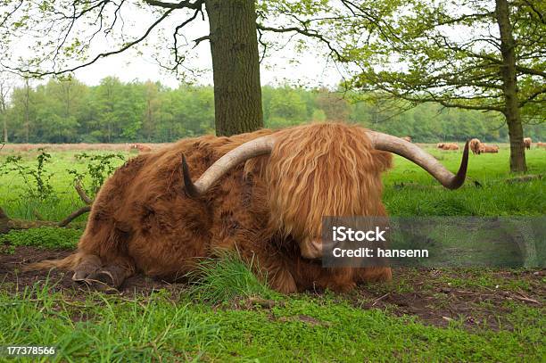 Scottish Vaca - Fotografias de stock e mais imagens de Animal - Animal, Ao Ar Livre, Chifre