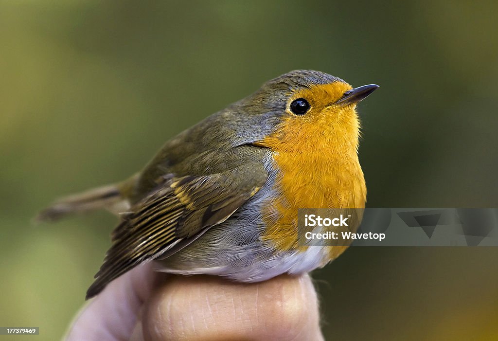 Robin Robin bird on hand Animal Stock Photo