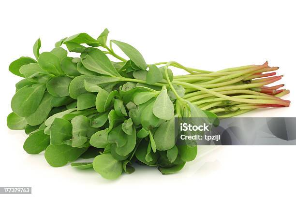 Purslane Stock Photo - Download Image Now - Portulaca, White Background, Agriculture