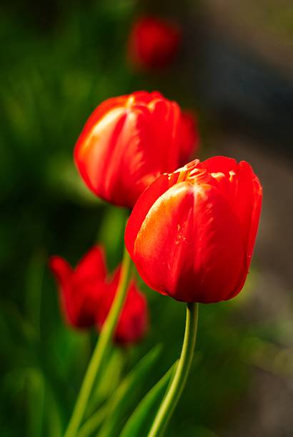 red tulips stock photo