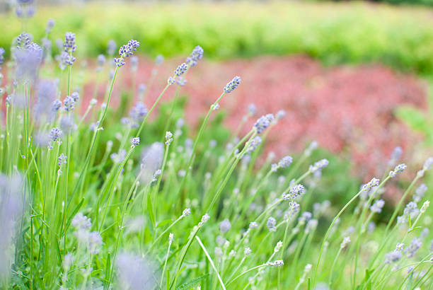 Flowers and grass stock photo