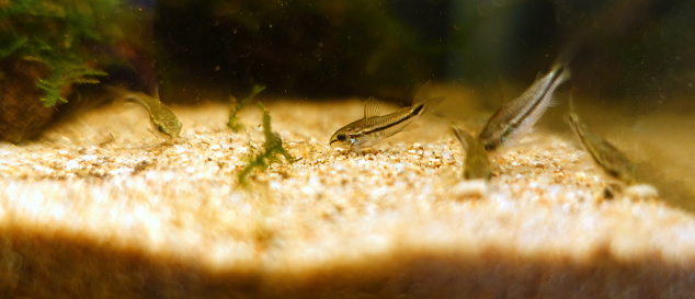 Corydoras pygmaeus, small and cute freshwater tropical fish